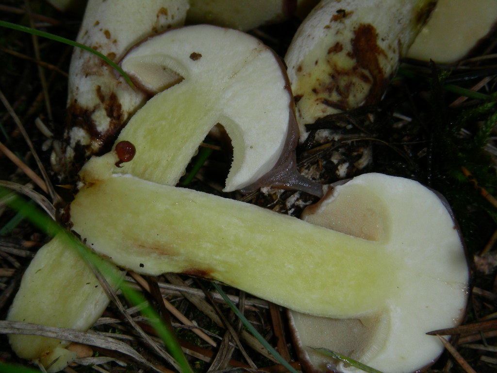 Suillus granulatus ...in foto